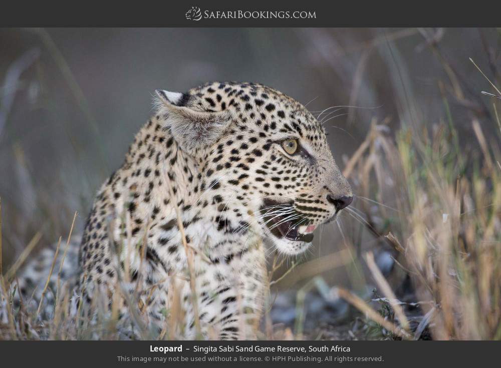 Leopard in Singita Sabi Sand Game Reserve, South Africa