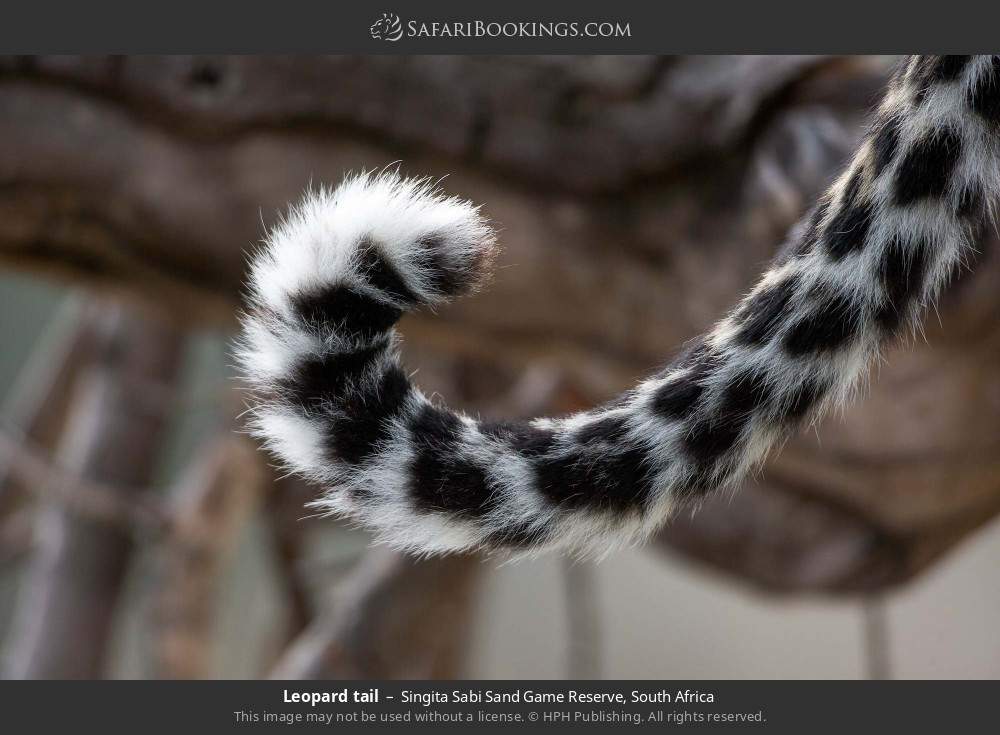 Leopard tail in Singita Sabi Sand Game Reserve, South Africa