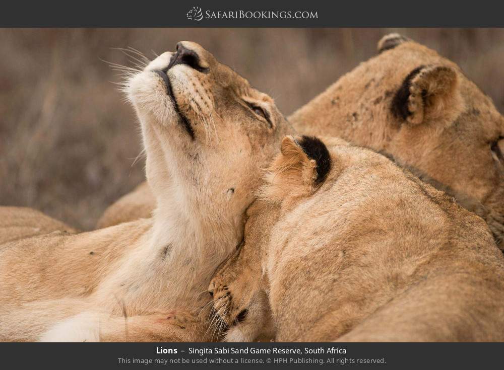 Lions in Singita Sabi Sand Game Reserve, South Africa
