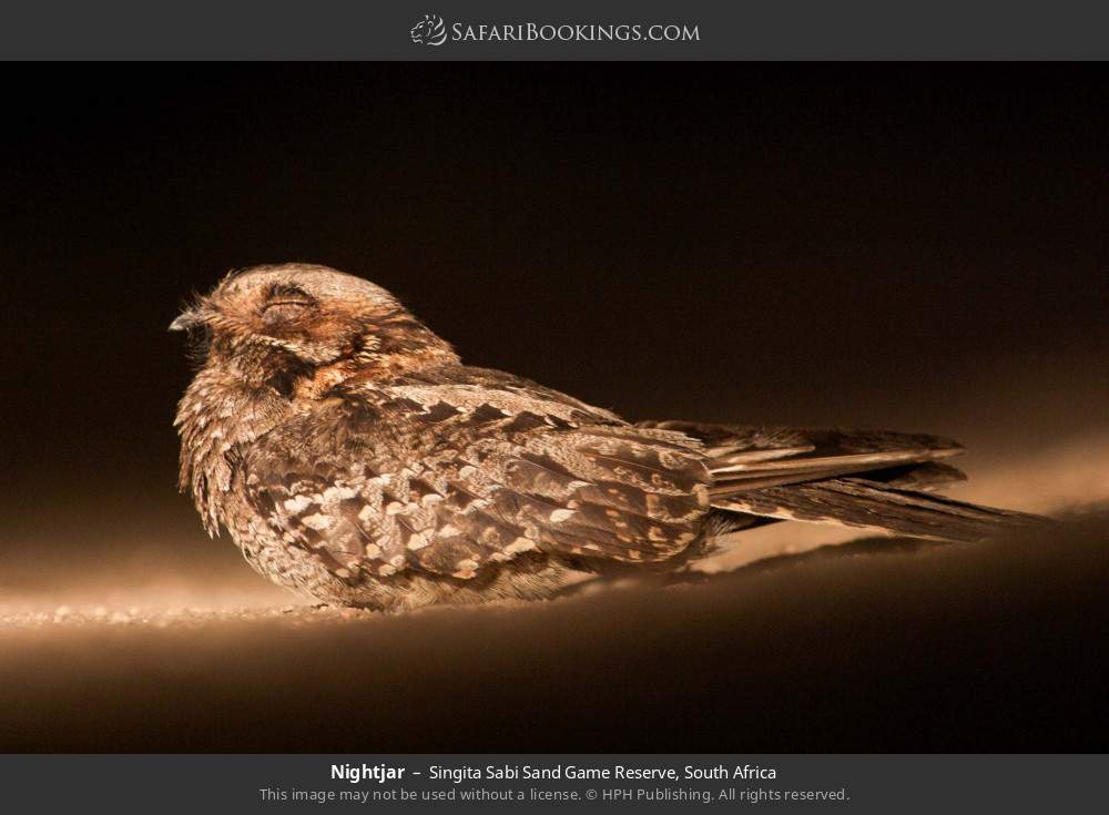 Nightjar in Singita Sabi Sand Game Reserve, South Africa