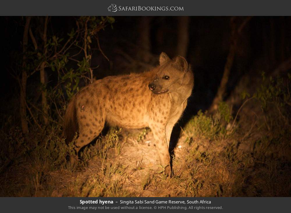 Spotted hyena in Singita Sabi Sand Game Reserve, South Africa