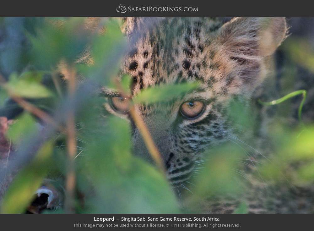 Leopard in Singita Sabi Sand Game Reserve, South Africa