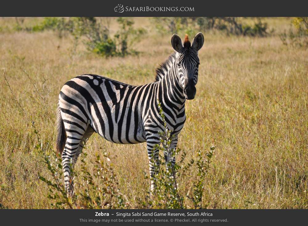 Zebra in Singita Sabi Sand Game Reserve, South Africa