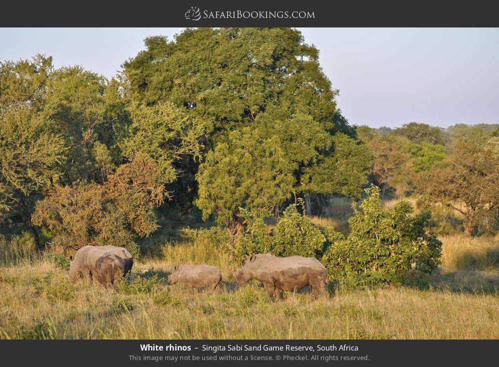 White rhinos in Singita Sabi Sand Game Reserve, South Africa