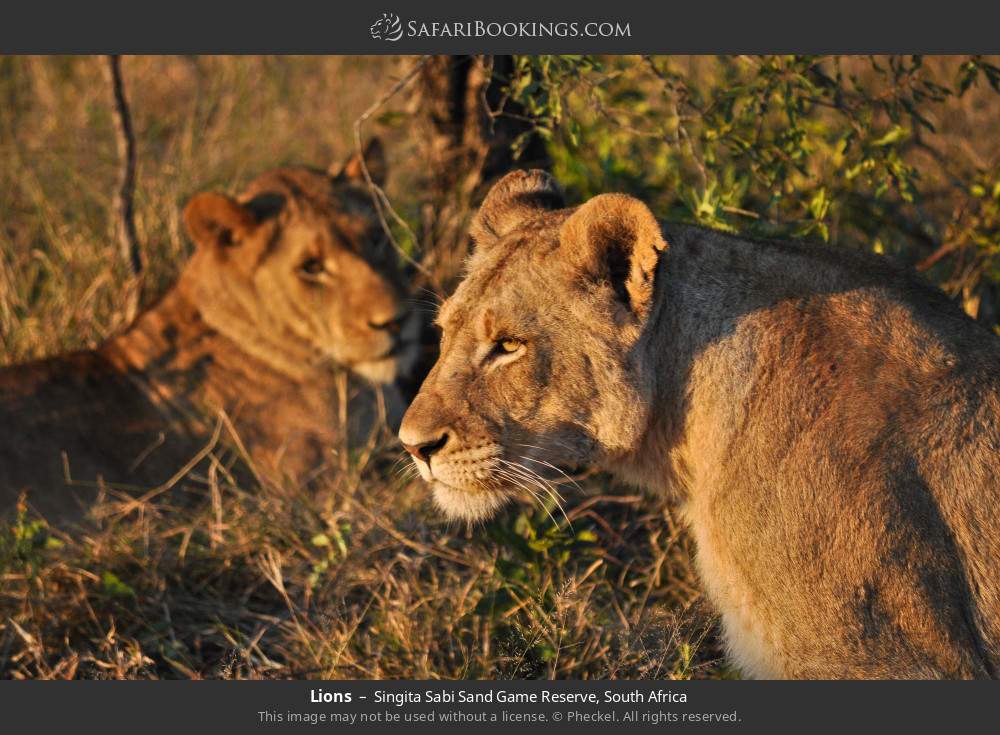 Lions in Singita Sabi Sand Game Reserve, South Africa