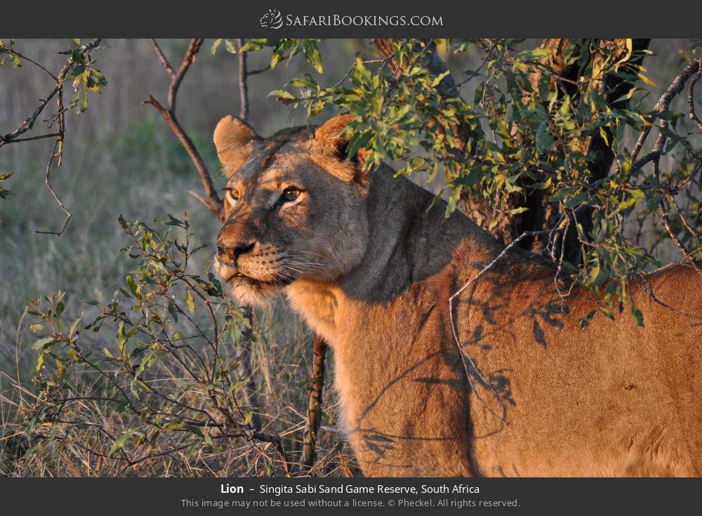 Lion in Singita Sabi Sand Game Reserve, South Africa