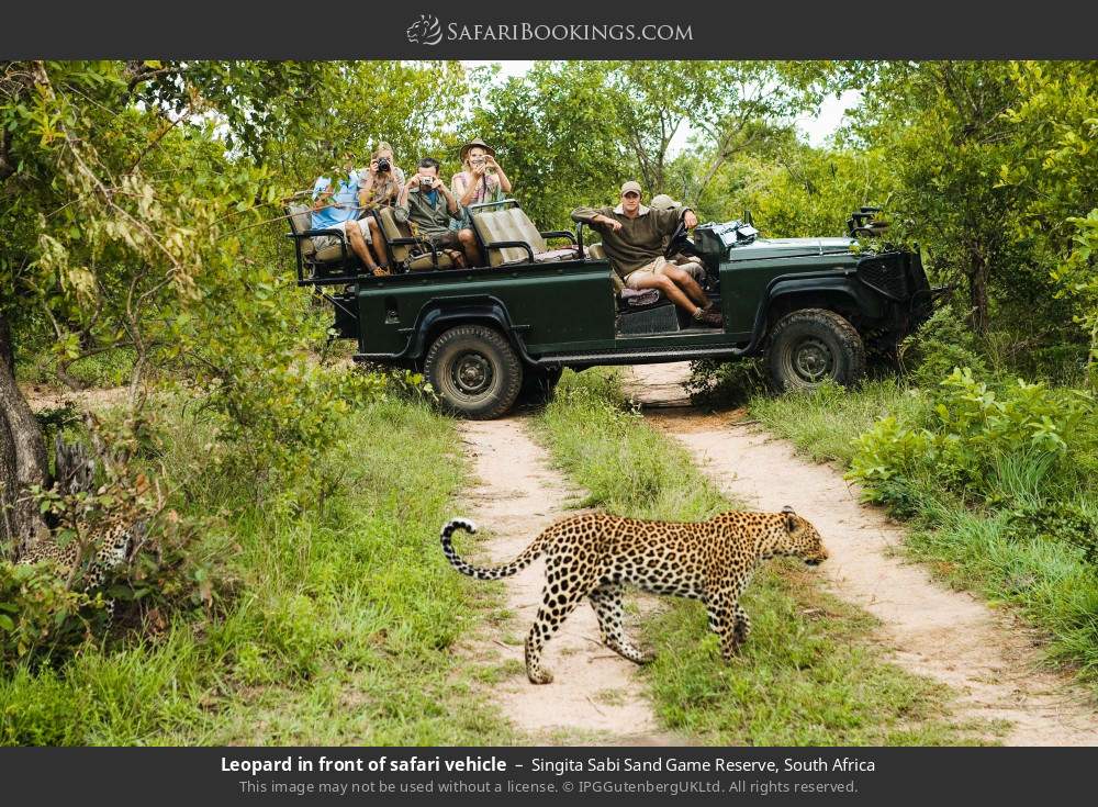 Leopard in front of safari vehicle in Singita Sabi Sand Game Reserve, South Africa