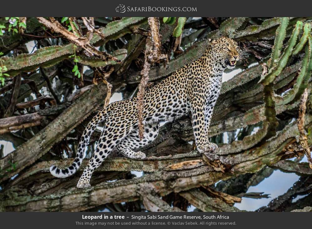 Leopard in a tree in Singita Sabi Sand Game Reserve, South Africa