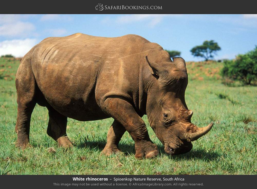 White rhinoceros in Spioenkop Nature Reserve, South Africa