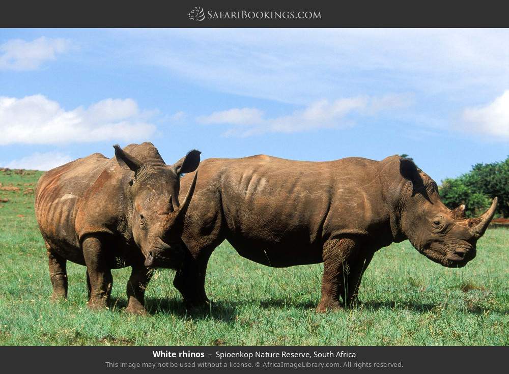 White rhinos in Spioenkop Nature Reserve, South Africa