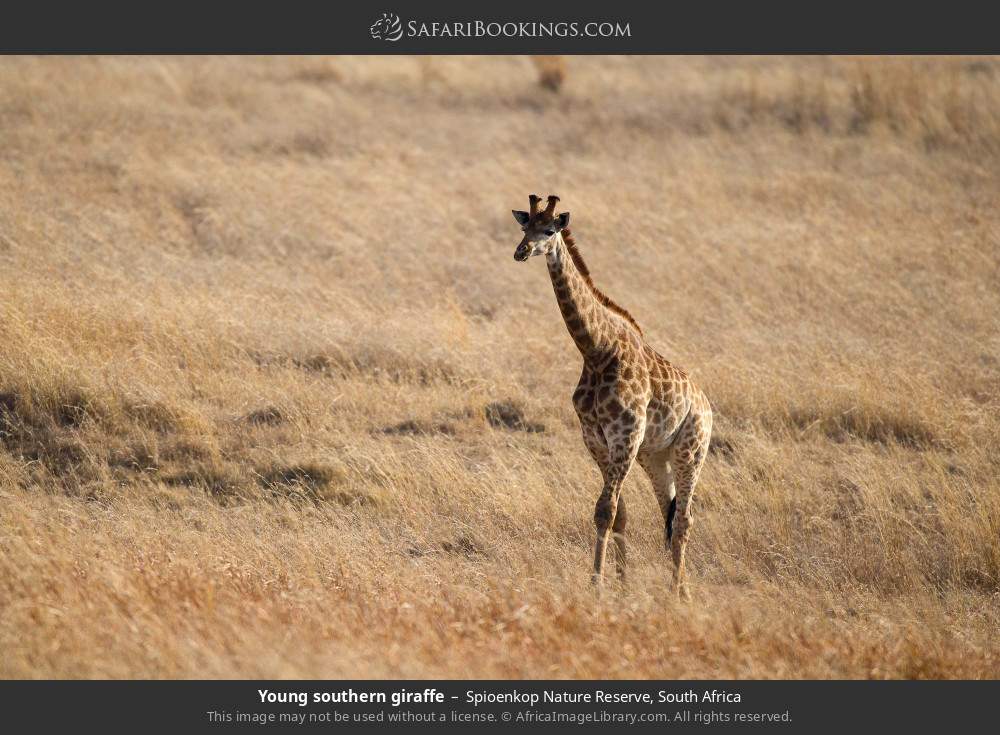 Young southern giraffe in Spioenkop Nature Reserve, South Africa