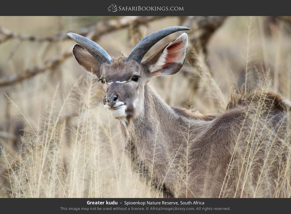 Greater kudu in Spioenkop Nature Reserve, South Africa
