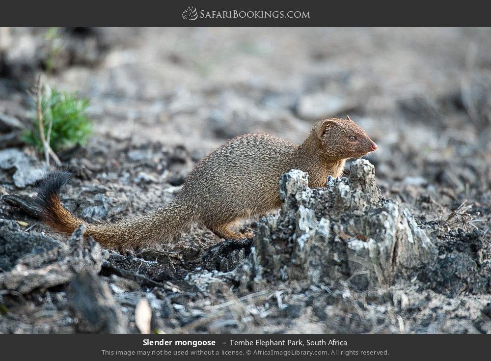 Slender mongoose  in Tembe Elephant Park, South Africa