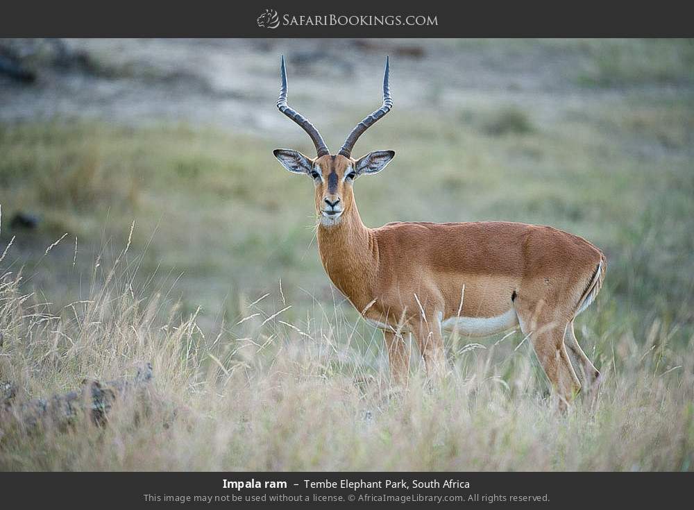 Impala ram in Tembe Elephant Park, South Africa