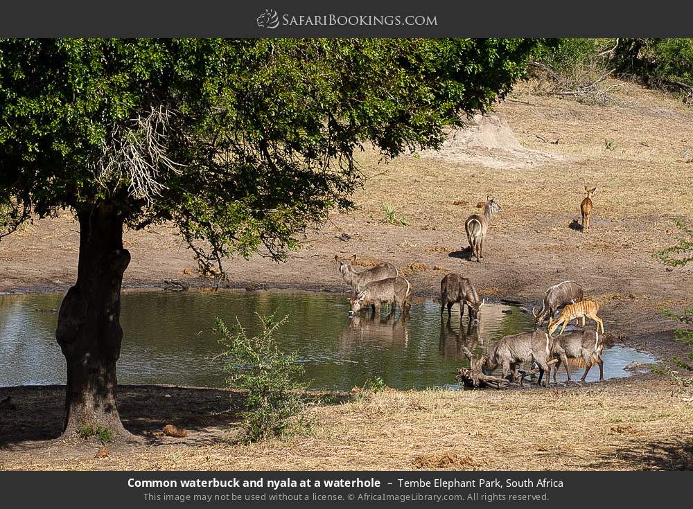 Common waterbuck and nyalas at a waterhole in Tembe Elephant Park, South Africa