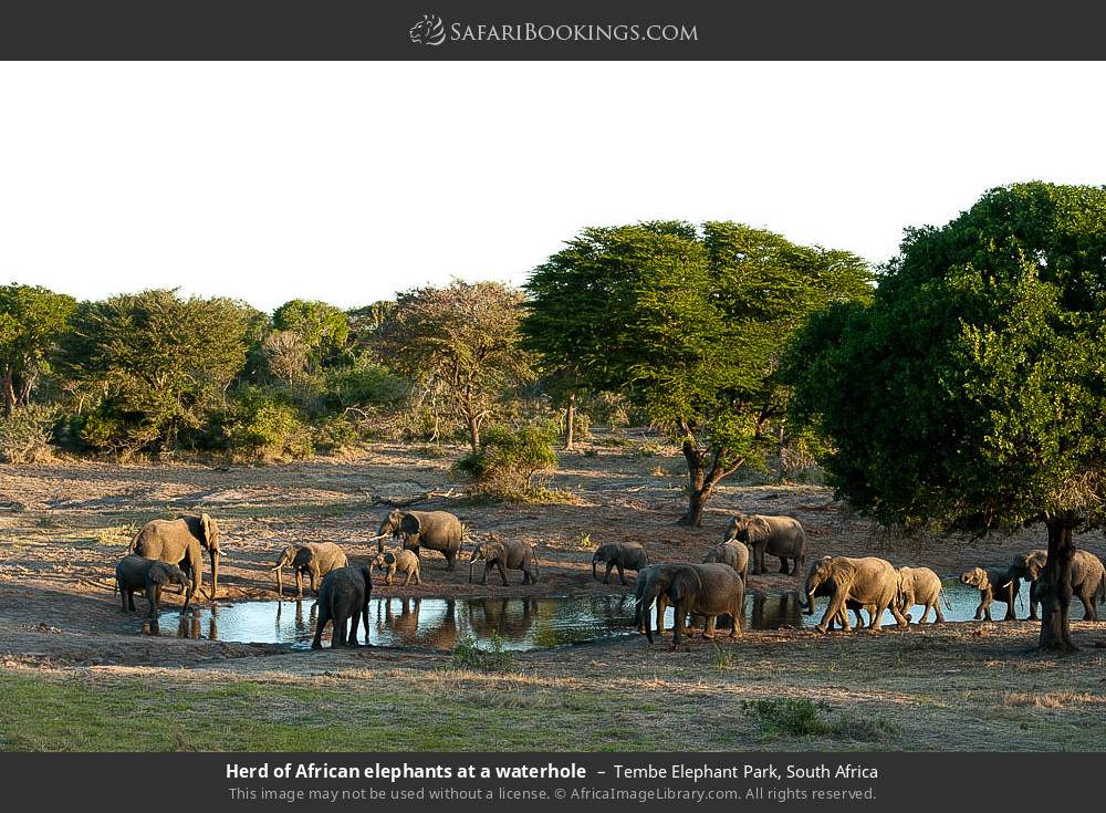 Herd of elephants at a waterhole in Tembe Elephant Park, South Africa