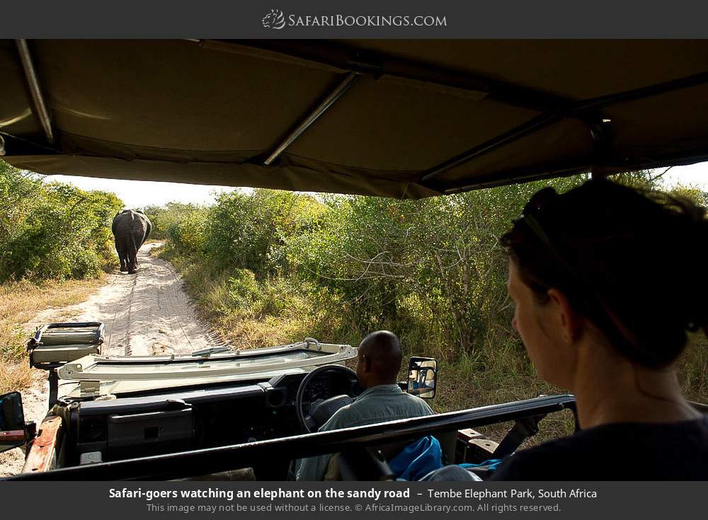 Safari-goers watching an elephant on the sandy road in Tembe Elephant Park, South Africa