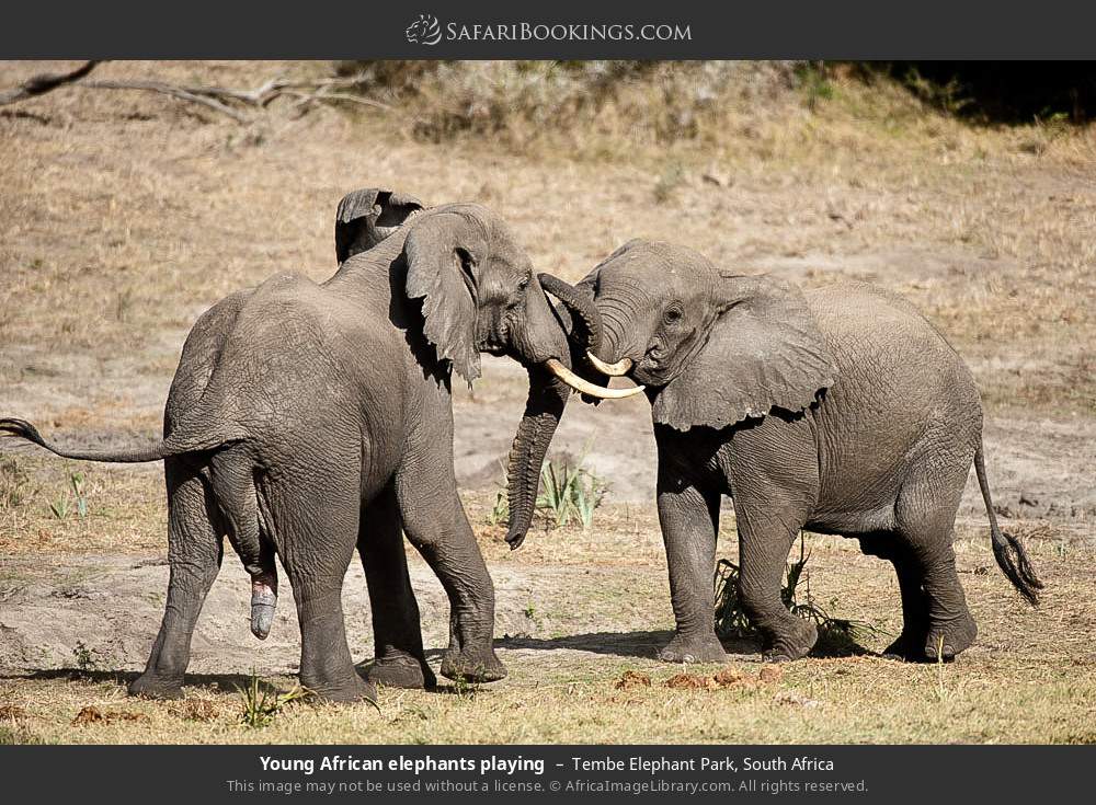 Young African elephants playing in Tembe Elephant Park, South Africa