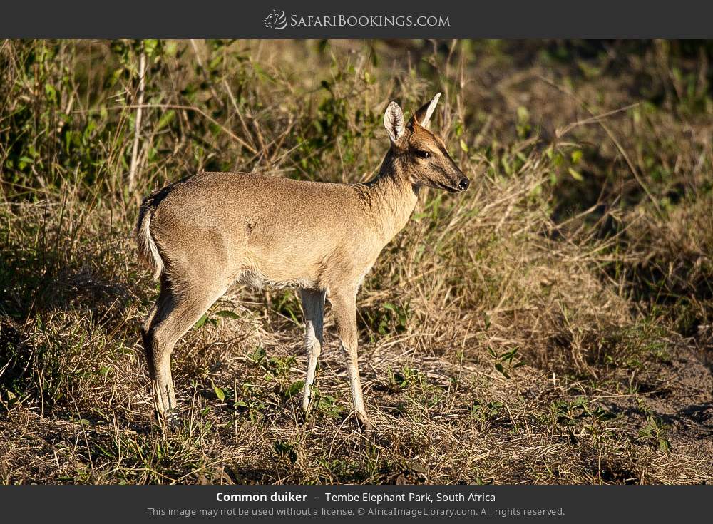 Common duiker in Tembe Elephant Park, South Africa