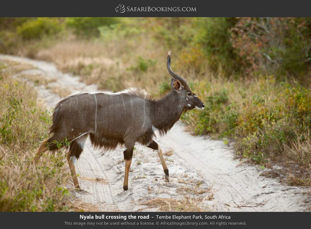 Nyala bull crossing the road in Tembe Elephant Park, South Africa