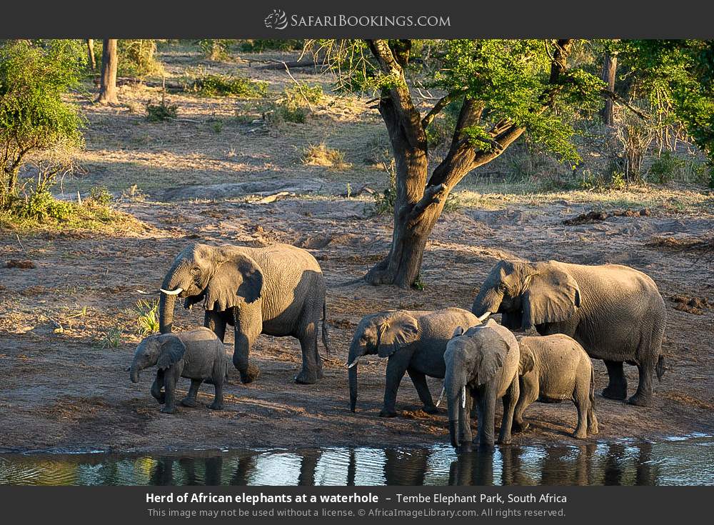 Herd of elephants at a waterhole in Tembe Elephant Park, South Africa