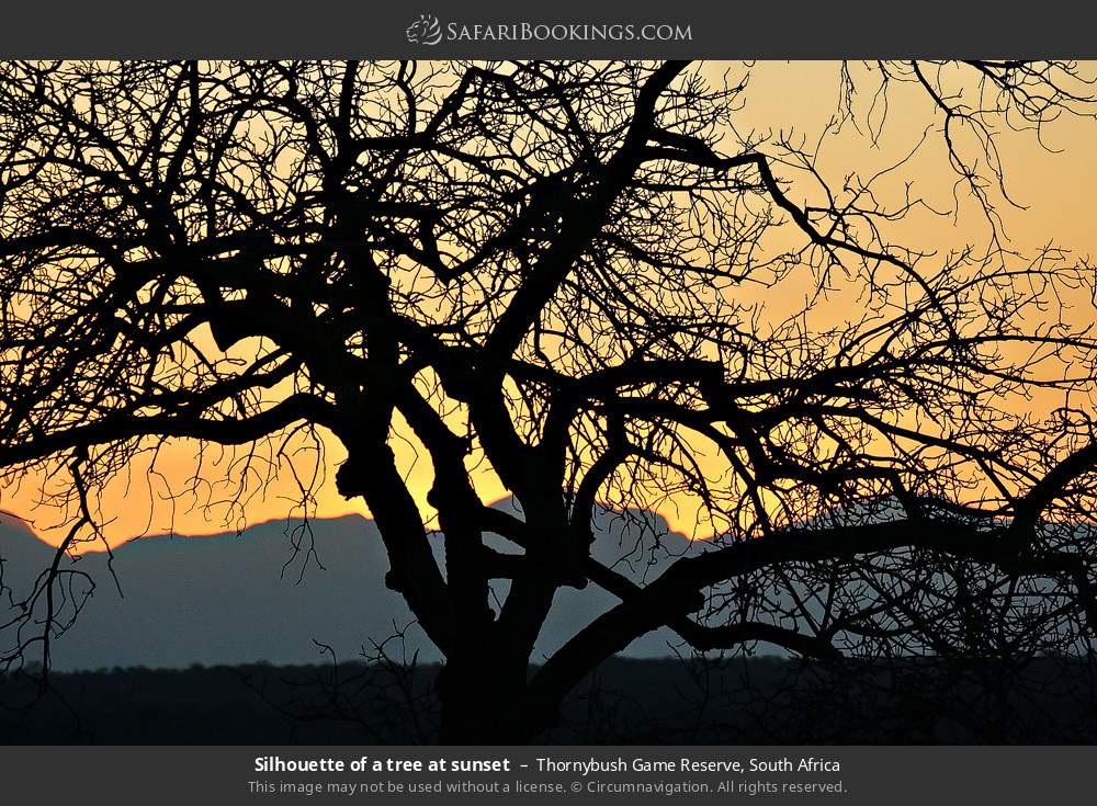 Silhouette of a tree at sunset in Thornybush Game Reserve, South Africa