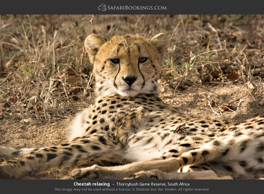 Cheetah relaxing in Thornybush Game Reserve, South Africa