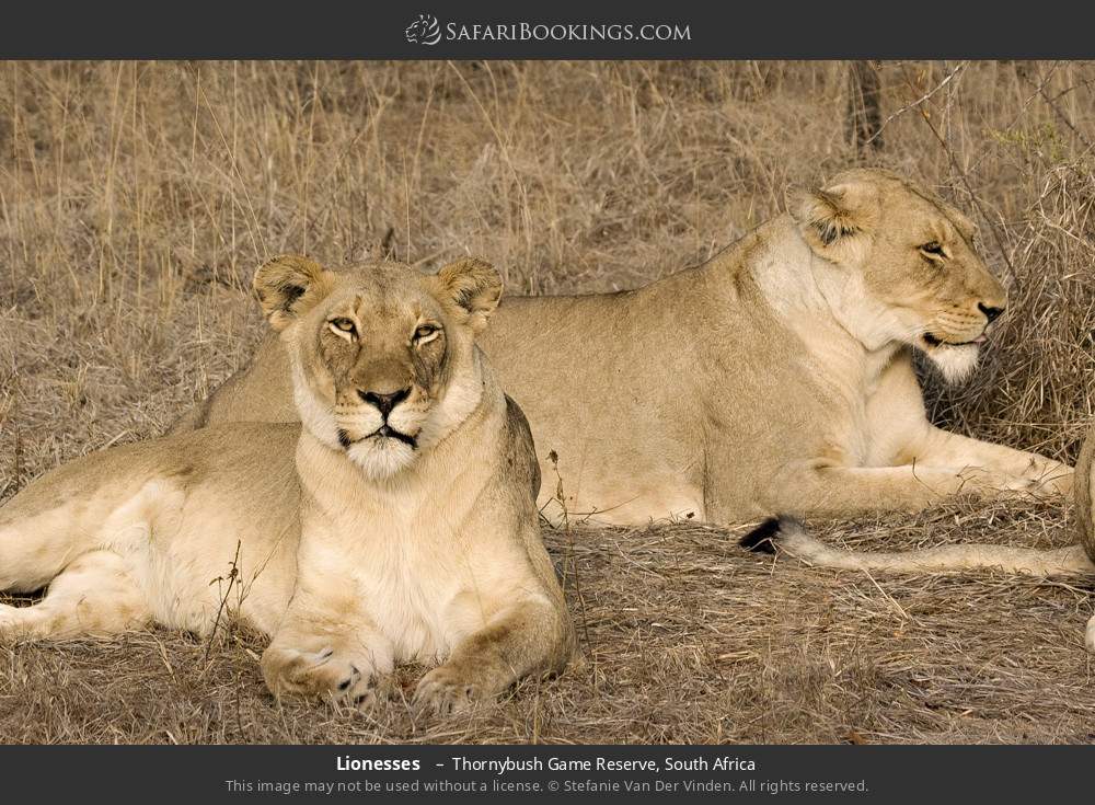 Lionesses  in Thornybush Game Reserve, South Africa