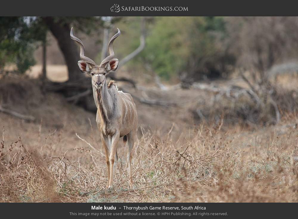 Male kudu in Thornybush Game Reserve, South Africa