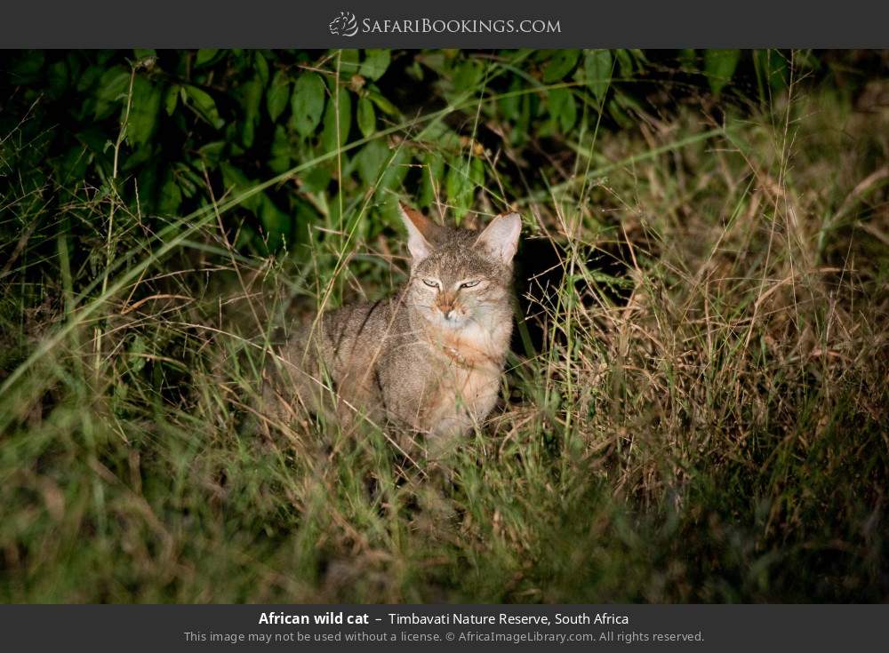 African wild cat in Timbavati Nature Reserve, South Africa
