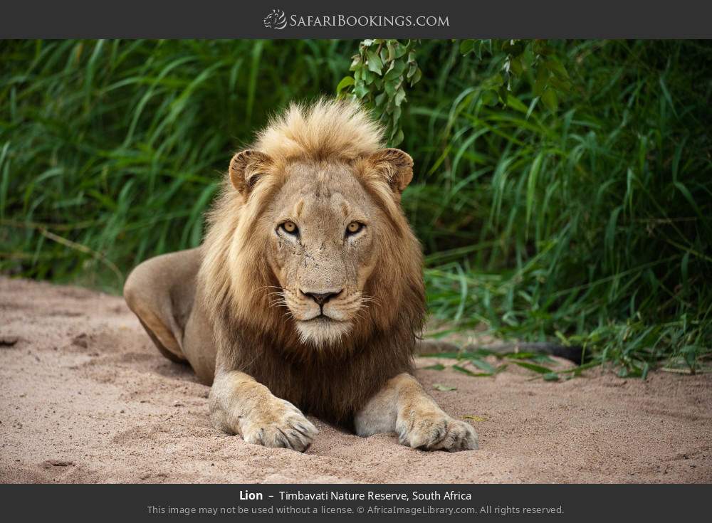 Lion in Timbavati Nature Reserve, South Africa