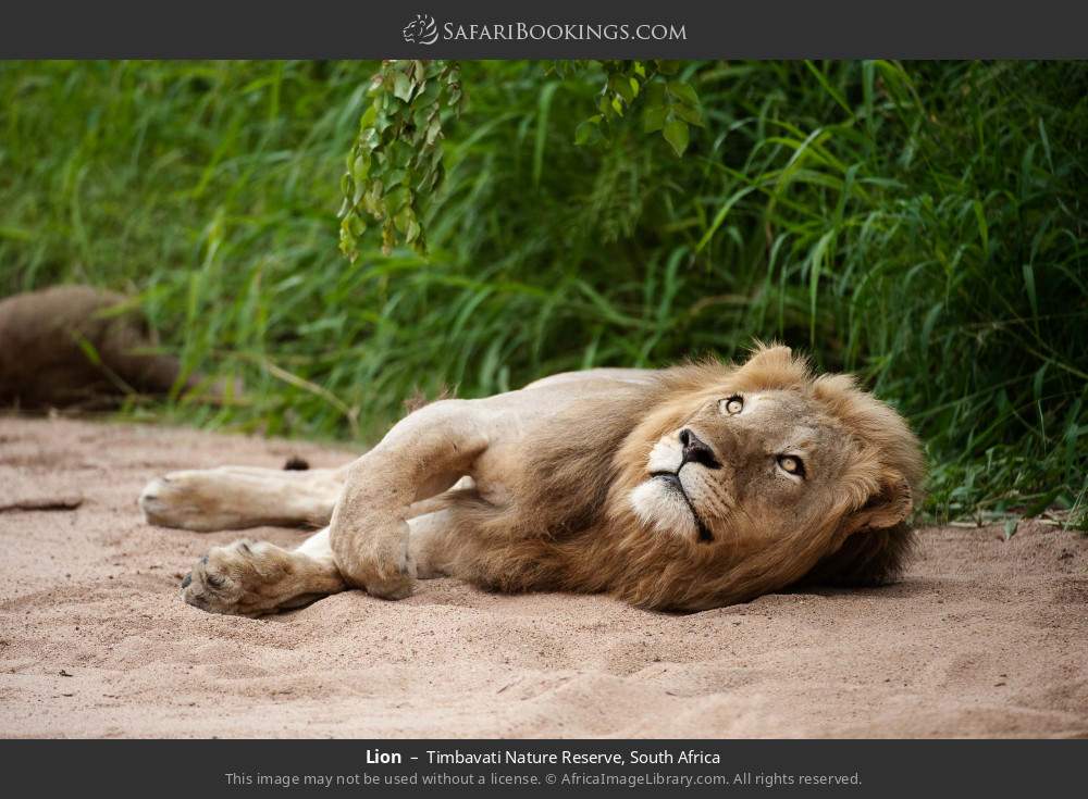 Lion in Timbavati Nature Reserve, South Africa