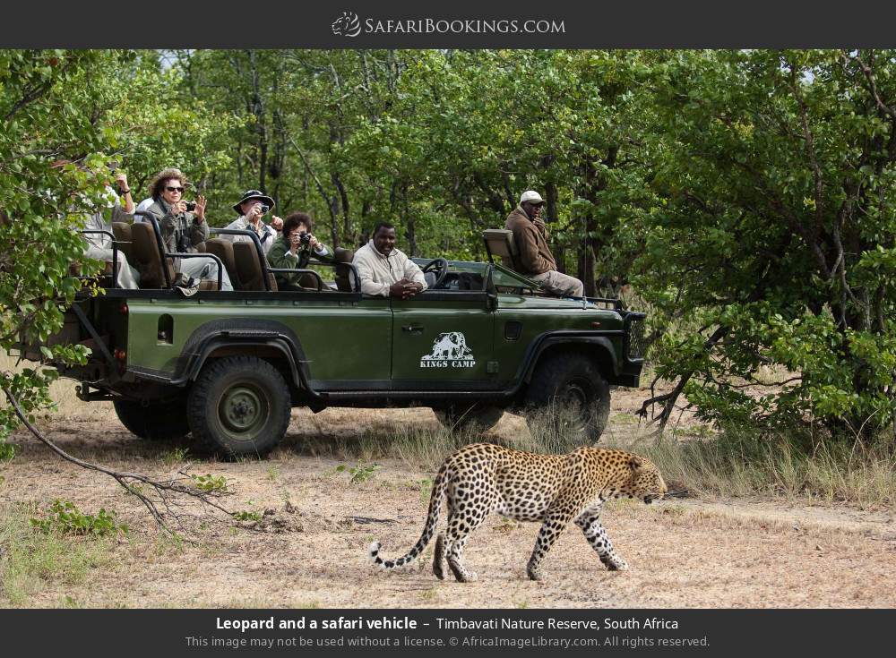 Leopard and a safari vehicle in Timbavati Nature Reserve, South Africa