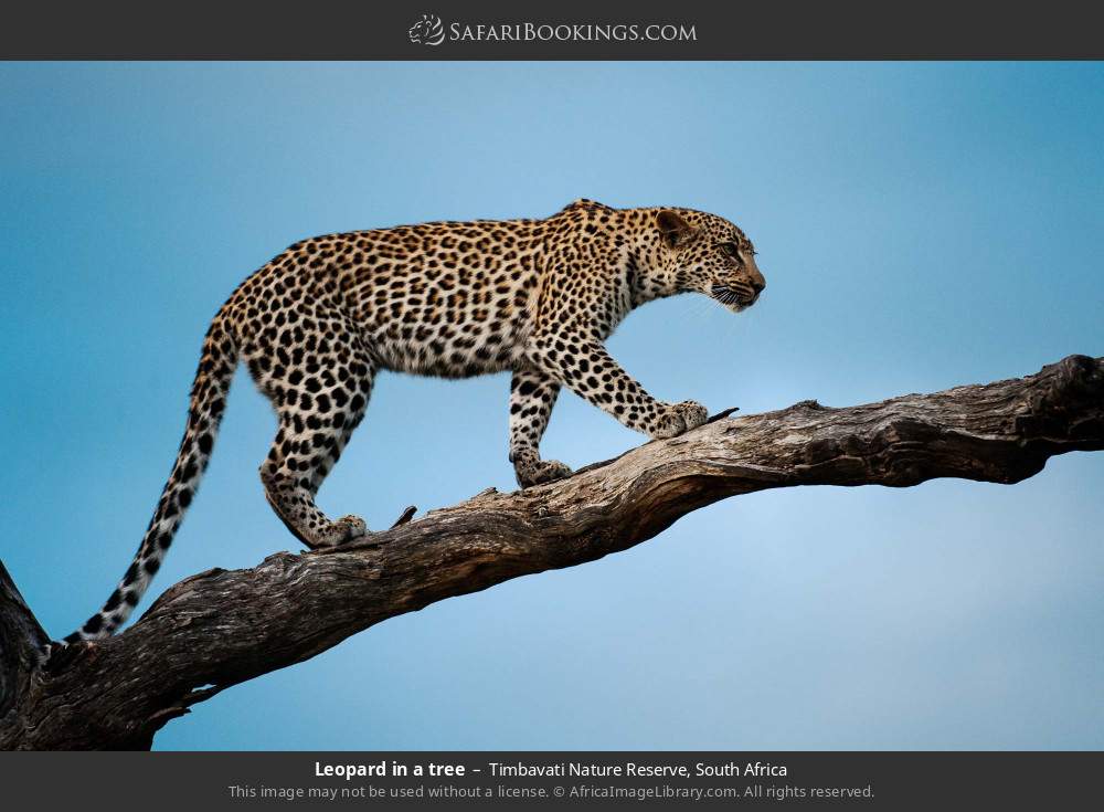 Leopard in a tree in Timbavati Nature Reserve, South Africa
