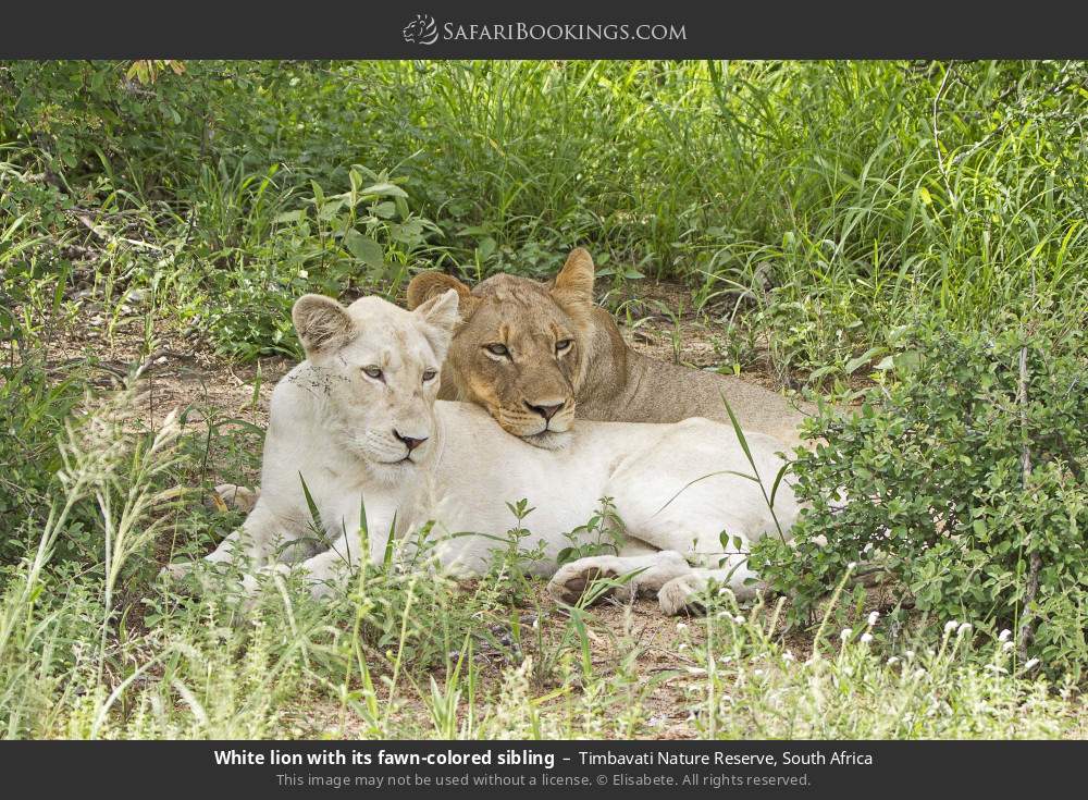 White lion with its fawn-colored sibling in Timbavati Nature Reserve, South Africa