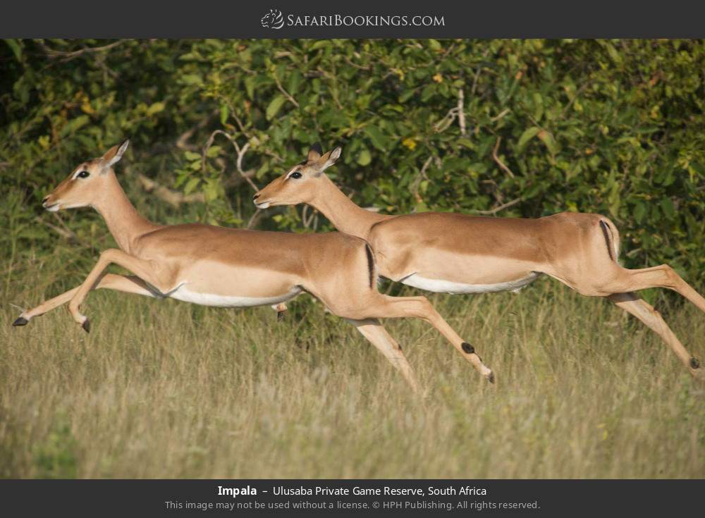 Impalas in Ulusaba Private Game Reserve, South Africa