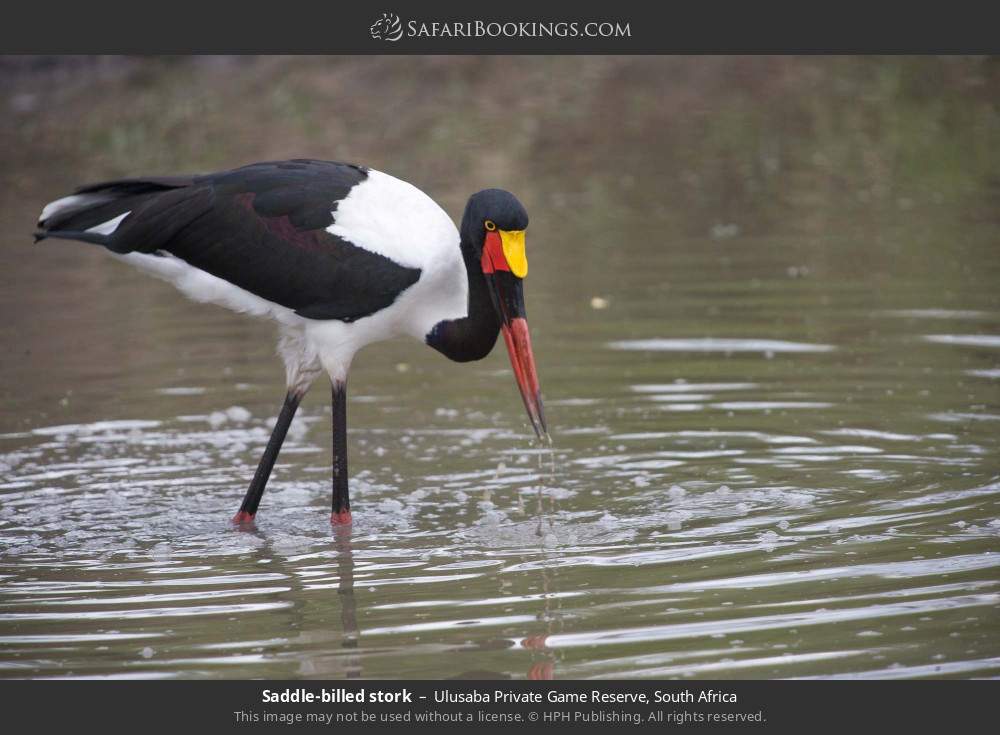 Saddle-billed stork in Ulusaba Private Game Reserve, South Africa