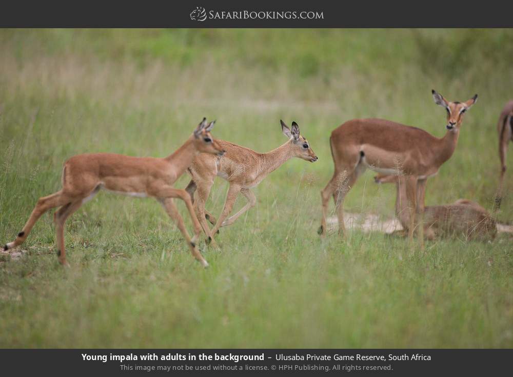 Young impalas with adults in the background in Ulusaba Private Game Reserve, South Africa