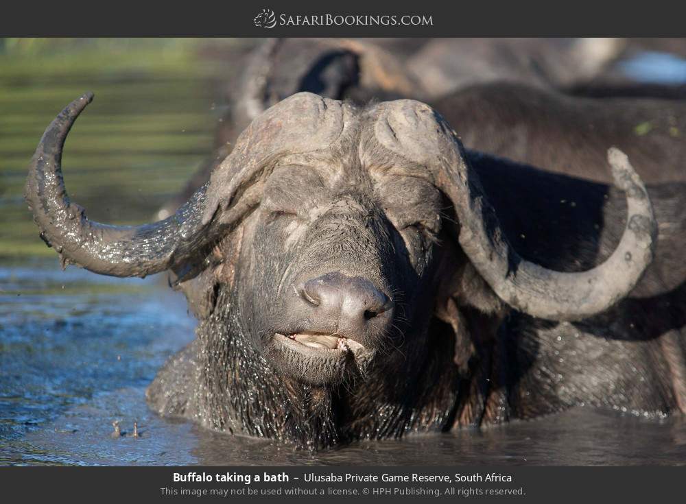 Buffalo taking a bath in Ulusaba Private Game Reserve, South Africa