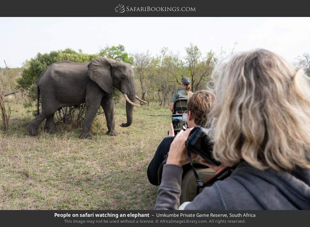 People on safari watching an elephant in Umkumbe Private Game Reserve, South Africa