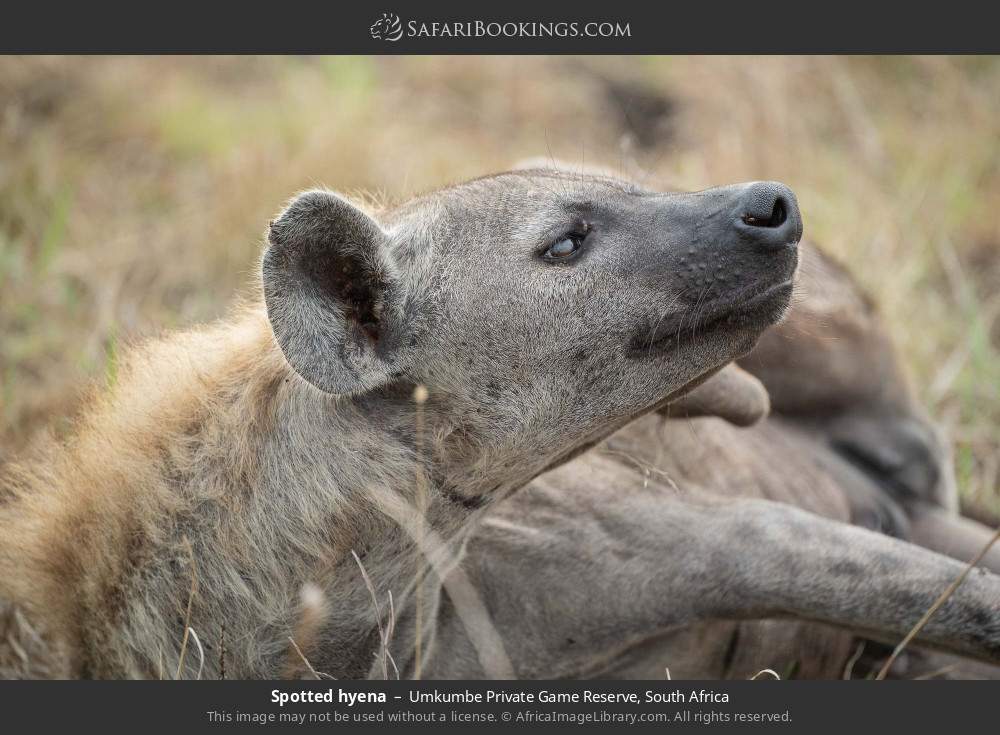 Spotted hyena in Umkumbe Private Game Reserve, South Africa