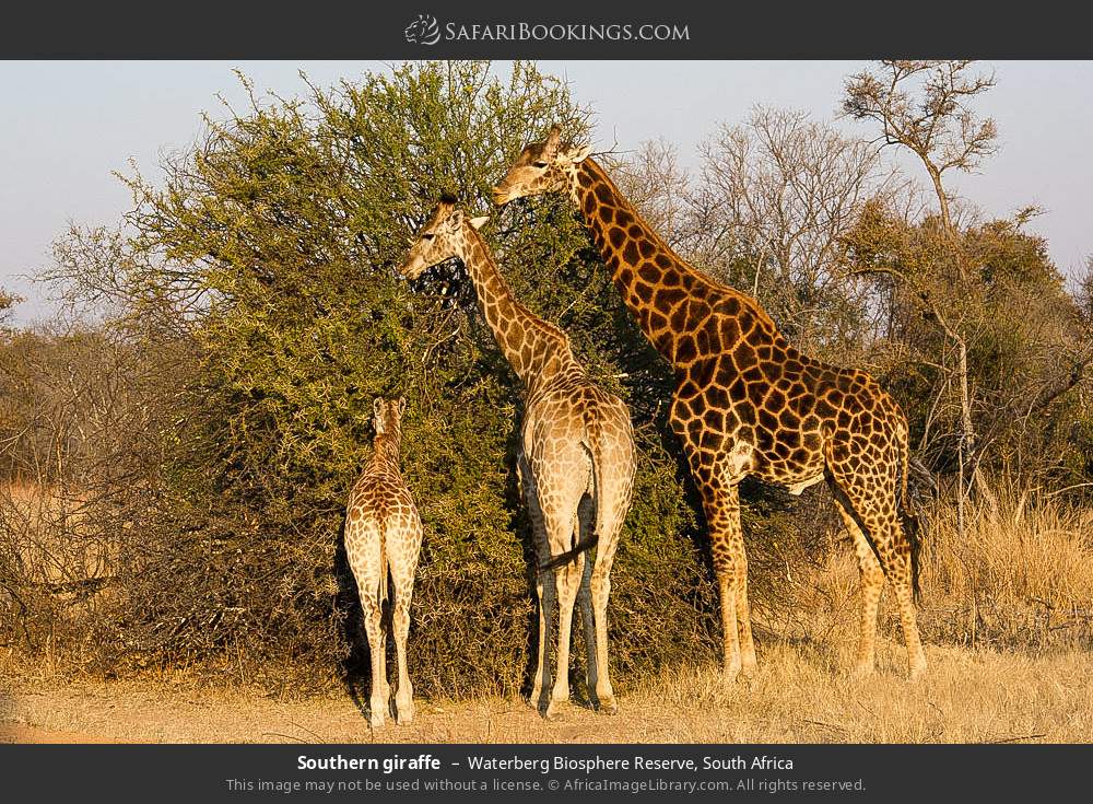 Southern giraffes in Waterberg Biosphere Reserve, South Africa