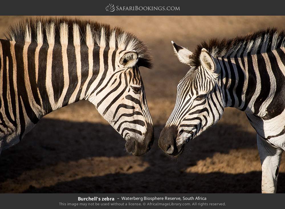 Plains zebras in Waterberg Biosphere Reserve, South Africa
