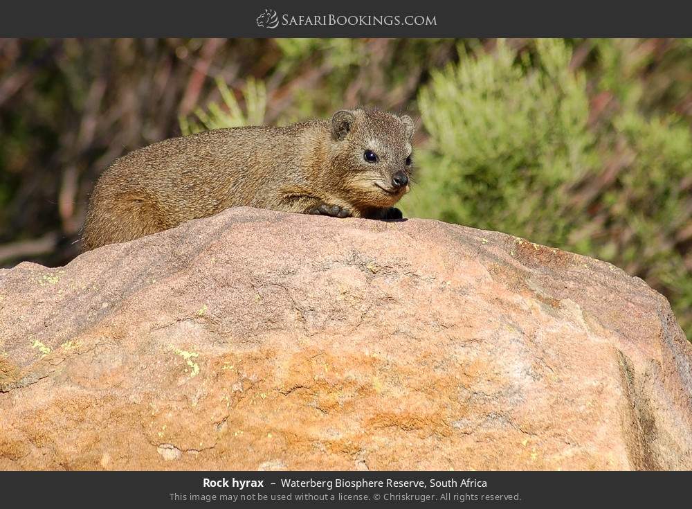 Rock hyrax in Waterberg Biosphere Reserve, South Africa