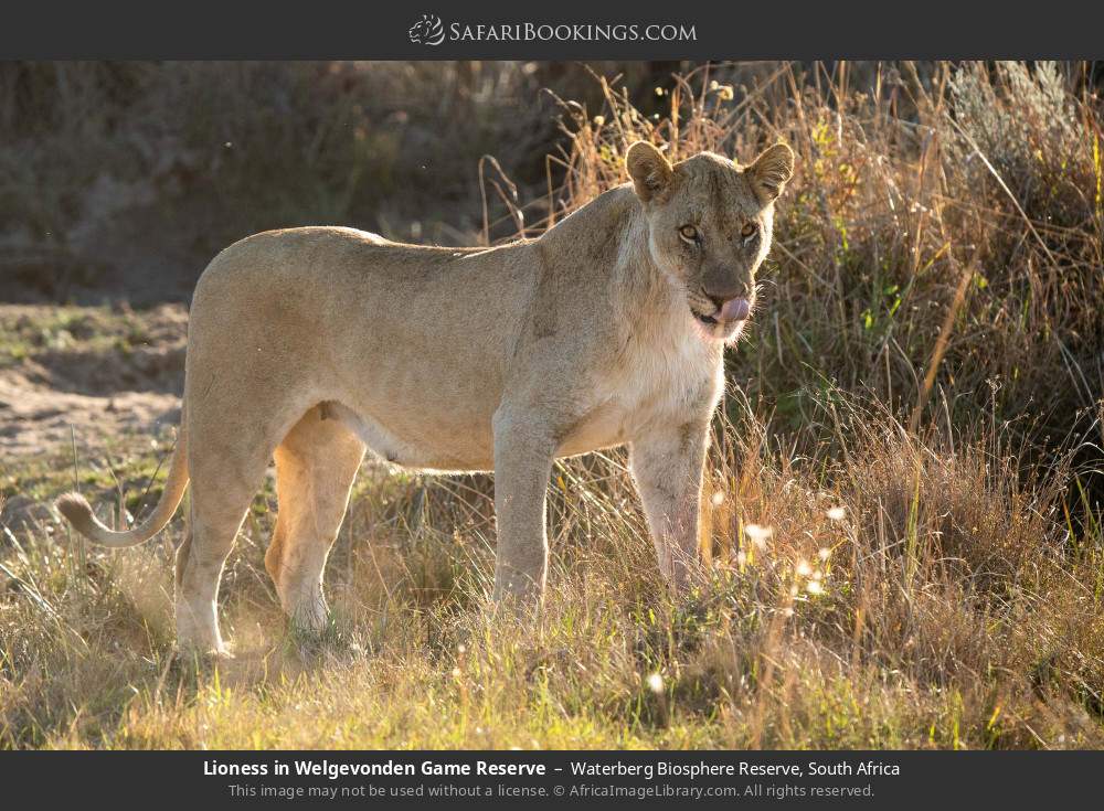 Lioness in Welgevonden GR in Waterberg Biosphere Reserve, South Africa