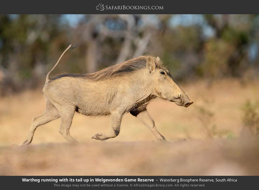 Warthog running with its tail up in Welgevonden GR in Waterberg Biosphere Reserve, South Africa