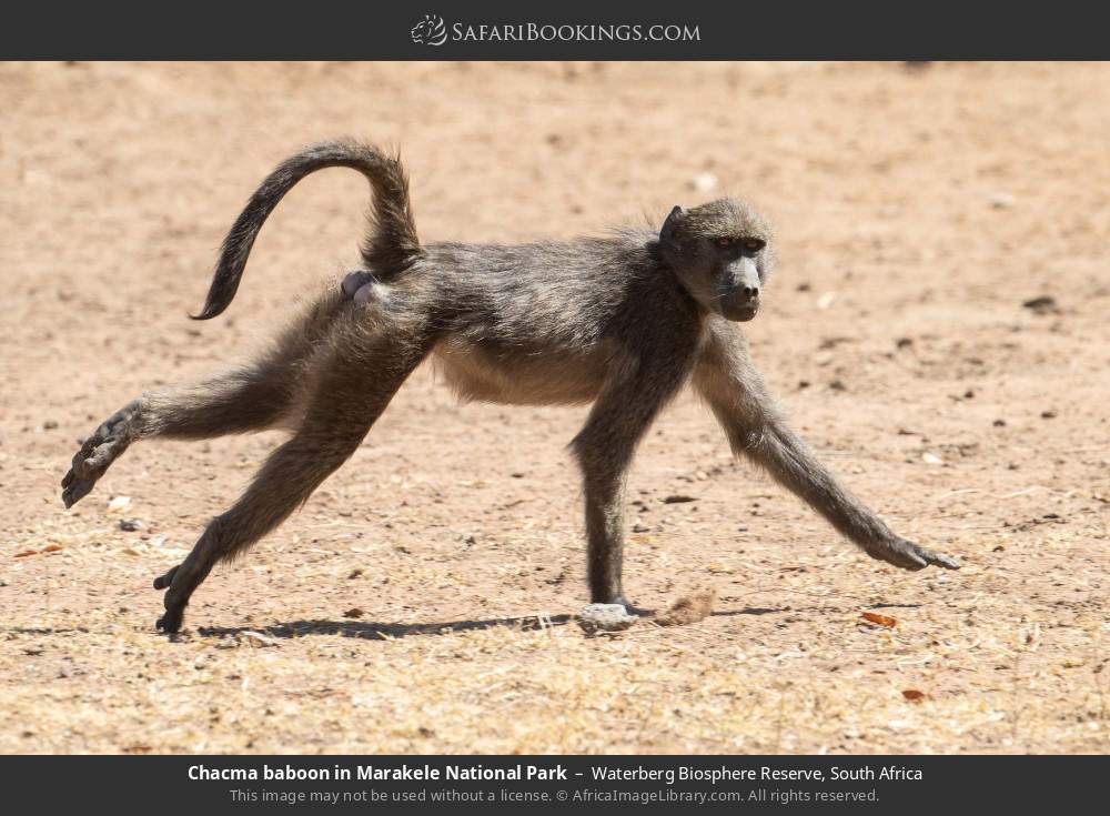 Chacma baboon in Marakele NP in Waterberg Biosphere Reserve, South Africa