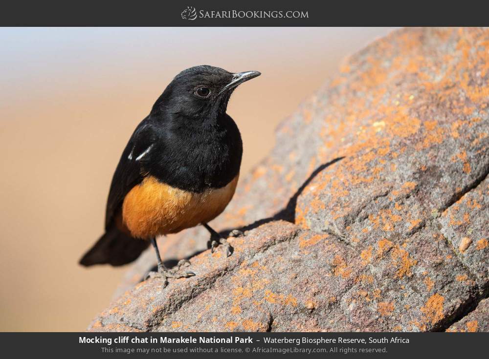 Mocking cliff chat in Marakele NP in Waterberg Biosphere Reserve, South Africa