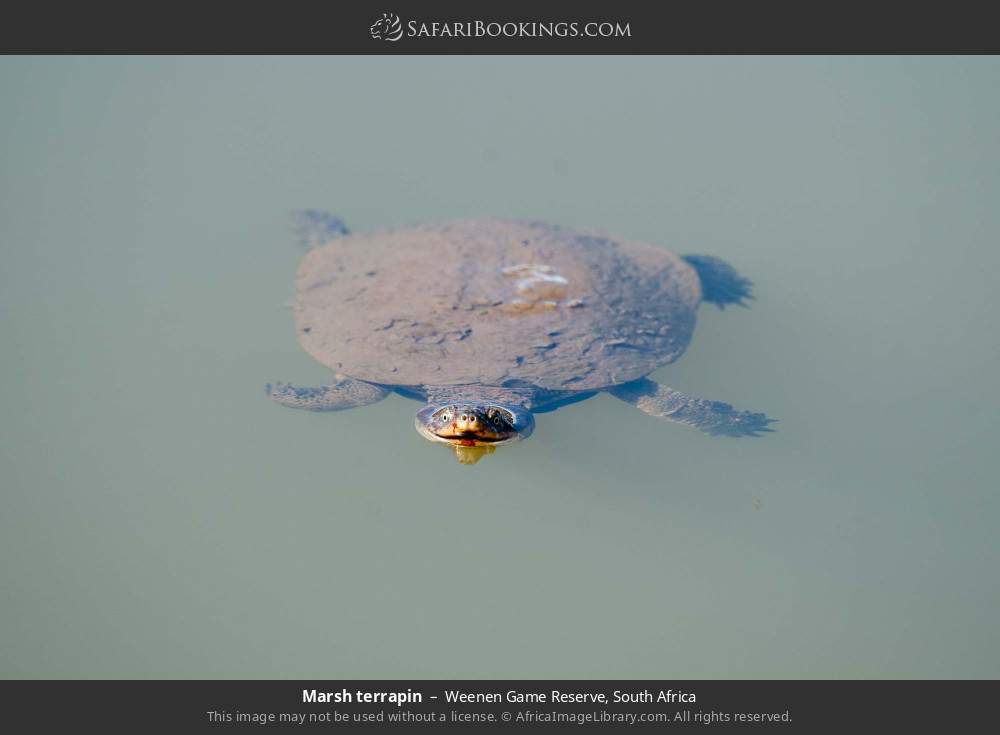 Marsh terrapin in Weenen Game Reserve, South Africa