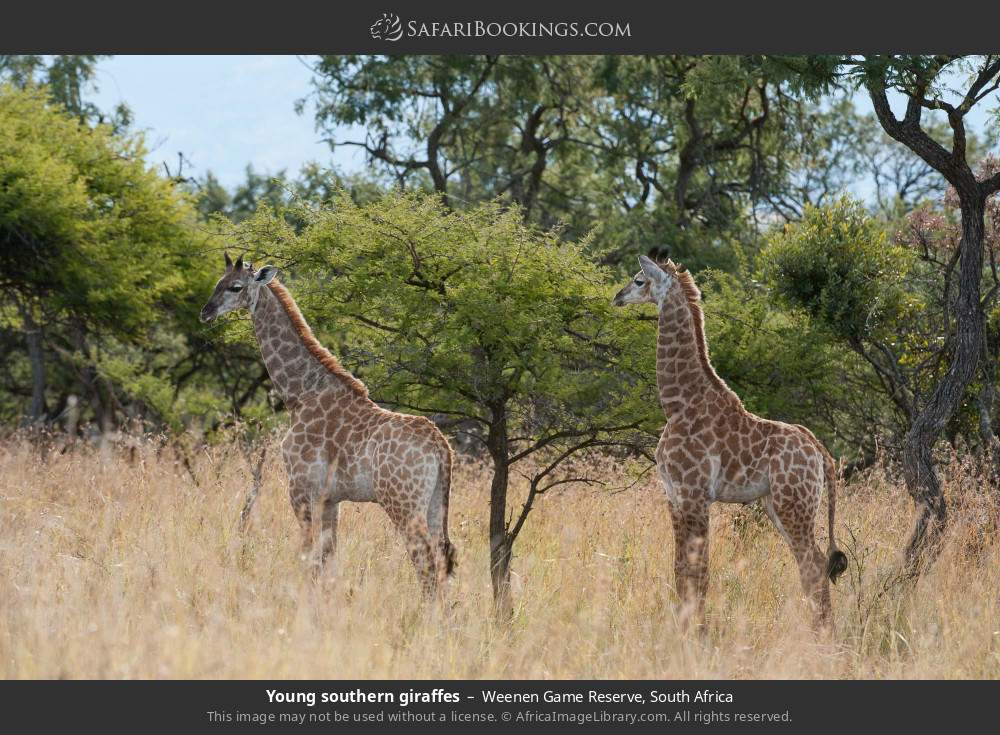 Young southern giraffes in Weenen Game Reserve, South Africa